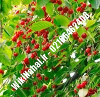 نهال آلبالو مورلو | آلبالو مورلو | نهالستان نمونه کرج ۶۶۴۶۲۴۰۸-۰۲۱