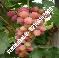 نهال انگور ردگلوپ شناسنامه دار | نهالستان نمونه کرج ۰۲۱۶۶۴۶۲۴۰۸