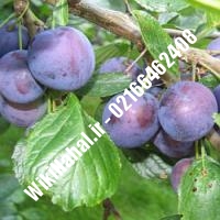 نهال آلو استنلی | آلو استنلی | نهالستان نمونه کرج 66462408-021