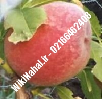 نهال هلو فایت | هلو فایت | نهالستان نمونه کرج ۶۶۴۶۲۴۰۸-۰۲۱