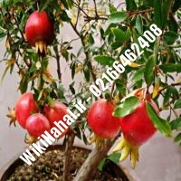 نهال انار کراپ | انار کراپ | نهالستان نمونه کرج 66462408-021