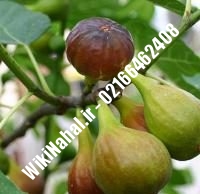 نهال انجیر سیاه | انجیر سیاه | نهالستان نمونه کرج ۶۶۴۶۲۴۰۸-۰۲۱