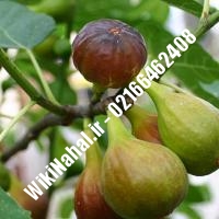 نهال انجیر سیاه | انجیر سیاه | نهالستان نمونه کرج 66462408-021