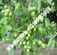 خرید نهال گردو ژنوتیپ |خرید گردو ژنوتیپ | خرید گردوی ژنوتیپ | نهالستان نمونه کرج ۰۹۱۲۰۳۹۸۴۱۶