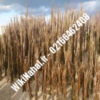 قیمت نهال گردو پیوندی | قیمت گردو پیوندی | قیمت گردوی پیوندی | نهالستان نمونه کرج 09120398416