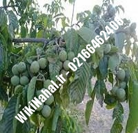 نهال گردو ژنوتیپ رقم | گردو ژنوتیپ رقم | گردوی ژنوتیپ رقم | نهالستان نمونه کرج ۰۹۱۲۰۳۹۸۴۱۶