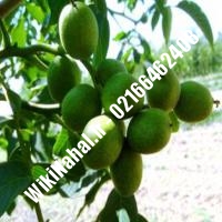 خرید نهال گردو سجنو یوگسلاوی |خرید گردو سجنو یوگسلاوی |خرید گردوی سجنو یوگسلاوی | نهالستان نمونه کرج 09120398416