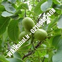 قیمت نهال گردو پاکوتاه |قیمت گردو پاکوتاه |قیمت گردوی پاکوتاه | نهالستان نمونه کرج 09120398416 