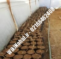 خرید نهال گردو ژنوتیپ رقم | خرید گردو ژنوتیپ رقم | خرید گردوی ژنوتیپ رقم | نهالستان نمونه کرج ۰۹۱۲۰۳۹۸۴۱۶