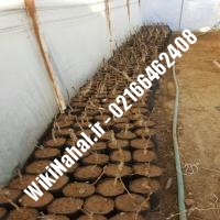 خرید نهال گردو ژنوتیپ رقم | خرید گردو ژنوتیپ رقم | خرید گردوی ژنوتیپ رقم | نهالستان نمونه کرج 09120398416 