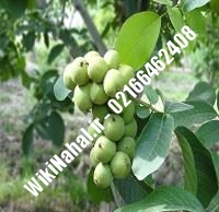 نهال گردو ژنوتیپ برتر | گردو ژنوتیپ برتر | گردوی ژنوتیپ برتر | نهالستان نمونه کرج ۰۹۱۲۰۳۹۸۴۱۶