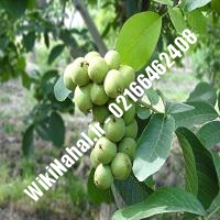 نهال گردو ژنوتیپ برتر | گردو ژنوتیپ برتر | گردوی ژنوتیپ برتر | نهالستان نمونه کرج 09120398416