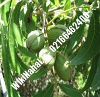 فروش نهال گردو ژنوتیپ رقم | فروش گردو ژنوتیپ رقم | فروش گردوی ژنوتیپ رقم | نهالستان نمونه کرج ۰۹۱۲۰۳۹۸۴۱۶