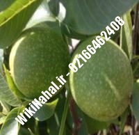 قیمت نهال گردو یالووا |قیمت گردو یالووا |قیمت گردوی یالووا | نهالستان نمونه کرج ۰۹۱۲۰۳۹۸۴۱۶