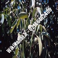 نهال گردو زودبازده | گردو زودبازده | گردوی زودبازده | نهالستان نمونه کرج 09120398416