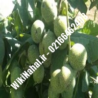 قیمت نهال گردو شناسنامه دار |قیمت گردو شناسنامه دار |قیمت گردوی شناسنامه دار | نهالستان نمونه کرج 0912039841