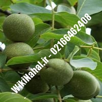 فروش نهال گردو شناسنامه دار |فروش گردو شناسنامه دار |فروش گردوی شناسنامه دار | نهالستان نمونه کرج 0912039841