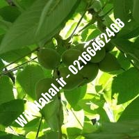 نهال گردو دماوند | گردو دماوند | گردوی دماوند | نهالستان نمونه کرج 09120398416 