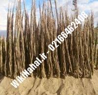 قیمت نهال گردو ژنوتیپ رقم | قیمت گردو ژنوتیپ رقم | قیمت گردوی ژنوتیپ رقم | نهالستان نمونه کرج ۰۹۱۲۰۳۹۸۴۱۶