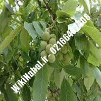 نهال گردو چیکو | گردو چیکو | گردوی چیکو | نهالستان نمونه کرج 09120398416