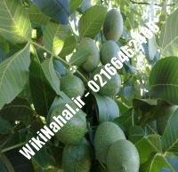 قیمت نهال گردو ژنوتیپ برتر | قیمت گردو ژنوتیپ برتر |قیمت گردوی ژنوتیپ برتر | نهالستان نمونه کرج ۰۹۱۲۰۳۹۸۴۱۶