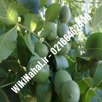 قیمت نهال گردو ژنوتیپ برتر | قیمت گردو ژنوتیپ برتر |قیمت گردوی ژنوتیپ برتر | نهالستان نمونه کرج 09120398416