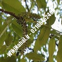 نهال گردو جیلت | گردو جیلت | گردوی جیلت | نهالستان نمونه کرج 09120398416 
