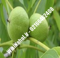 فروش نهال گردو ژنوتیپ برتر | فروش گردو ژنوتیپ برتر |فروش گردوی ژنوتیپ برتر | نهالستان نمونه کرج ۰۹۱۲۰۳۹۸۴۱۶