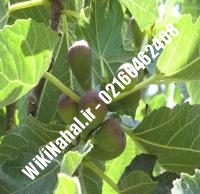 نهال انجیر شاه انجیر | انجیر شاه انجیر | نهالستان نمونه کرج ۶۶۴۶۲۴۰۸-۰۲۱