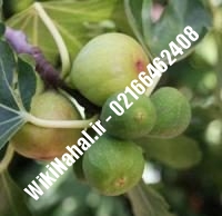 نهال انجیر کالی میرنا | انجیر کالی میرنا | نهالستان نمونه کرج ۶۶۴۶۲۴۰۸-۰۲۱