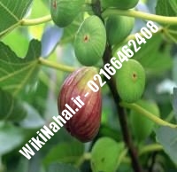 نهال انجیر شناسنامه دار | انجیر شناسنامه دار | نهالستان نمونه کرج ۶۶۴۶۲۴۰۸-۰۲۱