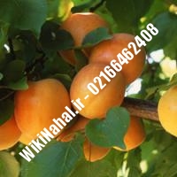 نهال زردآلو نصیری | زردالو نصیری | نهالستان نمونه کرج 66462408-021 
