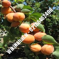 نهال زردآلو قیاسی | زردالو قیاسی | نهالستان نمونه کرج 66462408-021 