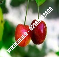 نهال آلبالو گیسی | آلبالو گیسی | نهالستان نمونه کرج ۶۶۴۶۲۴۰۸-۰۲۱