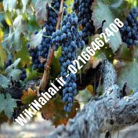 نهال انگور شانی شناسنامه دار | نهالستان نمونه کرج 02166462408