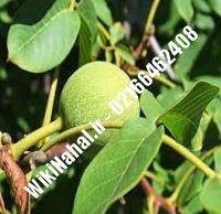 خرید نهال گردو ژنوتیپ برتر | خرید گردو ژنوتیپ برتر |خرید گردوی ژنوتیپ برتر | نهالستان نمونه کرج ۰۹۱۲۰۳۹۸۴۱۶