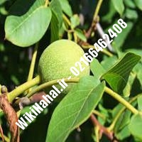 خرید نهال گردو ژنوتیپ برتر | خرید گردو ژنوتیپ برتر |خرید گردوی ژنوتیپ برتر | نهالستان نمونه کرج 09120398416 