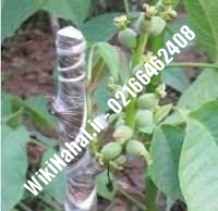 فروش نهال گردو وینا | فروش گردو وینا |فروش گردوی وینا | نهالستان نمونه کرج ۰۹۱۲۰۳۹۸۴۱۶