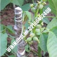 فروش نهال گردو وینا | فروش گردو وینا |فروش گردوی وینا | نهالستان نمونه کرج 09120398416