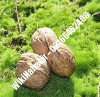 خرید نهال گردو زودبازده |خرید گردو زودبازده |خرید گردوی زودبازده | نهالستان نمونه کرج ۰۹۱۲۰۳۹۸۴۱۶