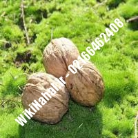 خرید نهال گردو زودبازده |خرید گردو زودبازده |خرید گردوی زودبازده | نهالستان نمونه کرج 09120398416