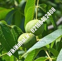 فروش نهال گردو زودبازده |فروش گردو زودبازده |فروش گردوی زودبازده | نهالستان نمونه کرج ۰۹۱۲۰۳۹۸۴۱۶