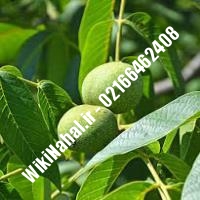 فروش نهال گردو زودبازده |فروش گردو زودبازده |فروش گردوی زودبازده | نهالستان نمونه کرج 09120398416