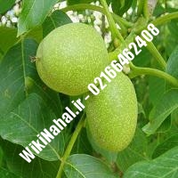 نهال گردو پکان | گردو پکان | گردوی پکان | نهالستان نمونه کرج 09120398416