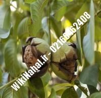 قیمت نهال گردو زودبازده |قیمت گردو زودبازده |قیمت گردوی زودبازده | نهالستان نمونه کرج ۰۹۱۲۰۳۹۸۴۱۶