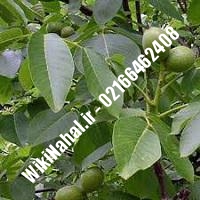 نهال گردو پاریزین | گردو پاریزین | گردوی پاریزین | نهالستان نمونه کرج 09120398416
