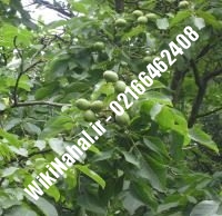 خرید نهال گردو روند | خرید گردو روند | خرید گردوی روند | نهالستان نمونه کرج ۰۹۱۲۰۳۹۸۴۱۶