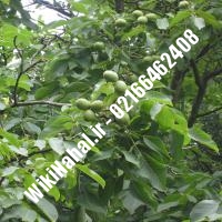 خرید نهال گردو روند | خرید گردو روند | خرید گردوی روند | نهالستان نمونه کرج 09120398416