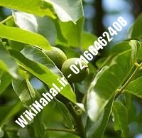 نهال گردو بیلجک ترکیه | گردو بیلجک ترکیه | گردوی بیلجک ترکیه | نهالستان نمونه کرج ۰۹۱۲۰۳۹۸۴۱۶