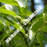 نهال گردو بیلجک ترکیه | گردو بیلجک ترکیه | گردوی بیلجک ترکیه | نهالستان نمونه کرج 09120398416